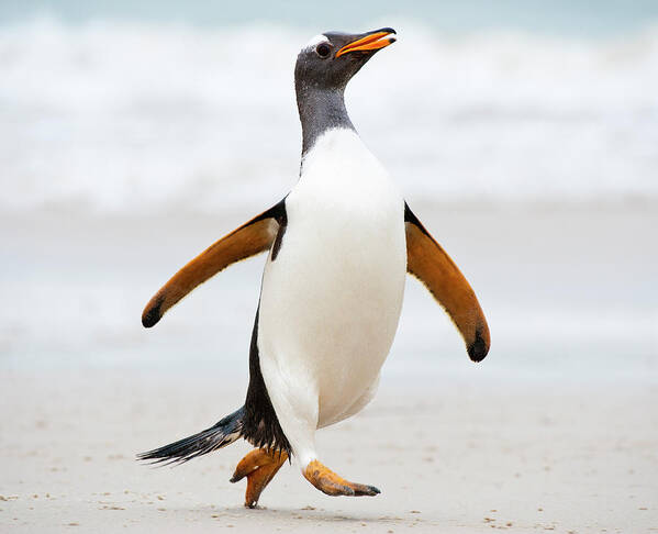 Alertness Poster featuring the photograph Gentoo Penguin Running On The Beach by Mike Hill