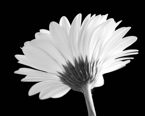 Gerbera Poster featuring the photograph Gerbera by Catherine Reading