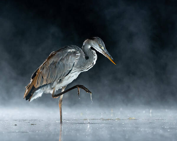 Heron Poster featuring the photograph Ghostly by Feargalq