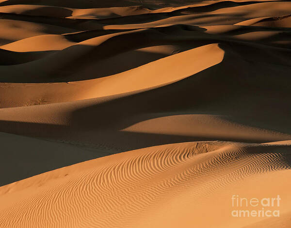 Desert Poster featuring the photograph Golden Dunes by Jennifer Magallon