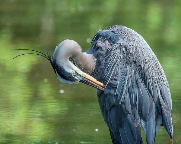 Nature Poster featuring the photograph Great Blue Heron Preening DMSB0157 by Gerry Gantt