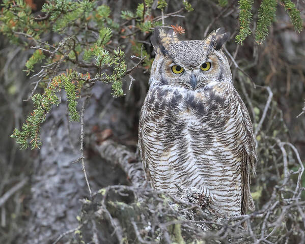 Sam Amato Photography Poster featuring the photograph Great Horned Owl Denali Park by Sam Amato