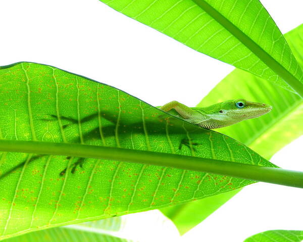 Animal Themes Poster featuring the photograph Green Anole On Leaf With Silhouette by Joseph Connors