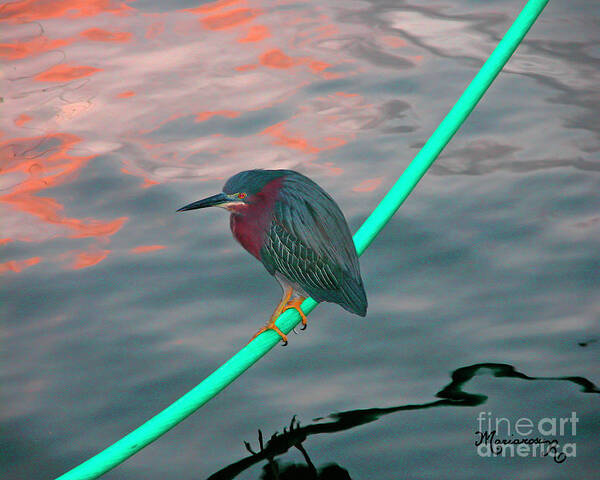 Fauna Poster featuring the photograph Green Heron at Sunset by Mariarosa Rockefeller