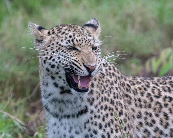 Leopard Poster featuring the photograph Grimacing leopard by Mark Hunter