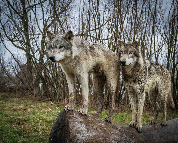 Wolves Wolf Poster featuring the photograph Hangin on the Log by Laura Hedien