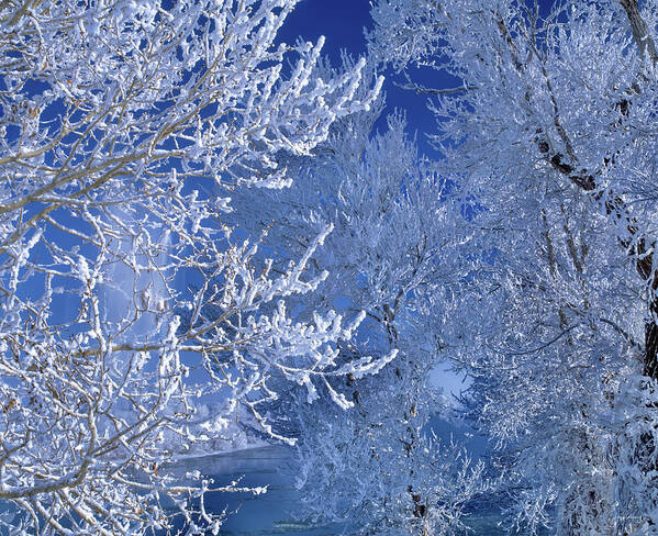 Idaho Poster featuring the photograph Hoarfrost by Leland D Howard