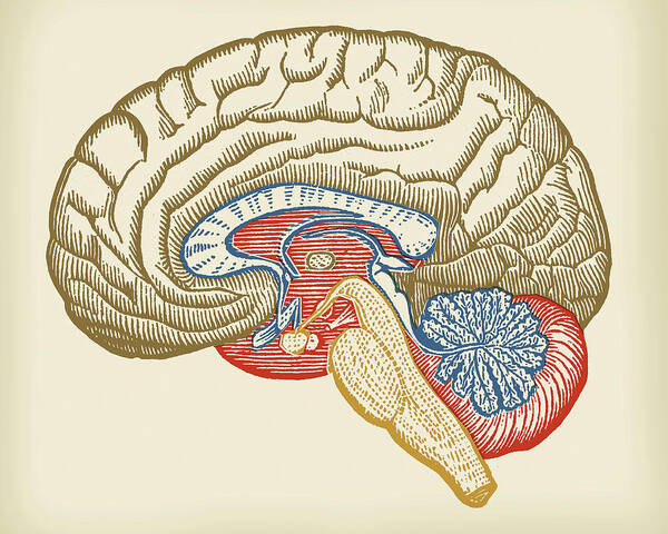 Anatomical Poster featuring the drawing Human Brain by CSA Images