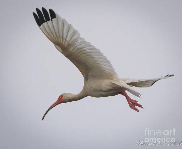 Nature Poster featuring the photograph Ibis in flight by Barry Bohn