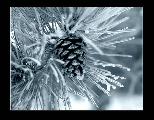 A Frozen Pine Cone. Black And White Poster featuring the photograph Ice Pine Cone 2 by Gordon Semmens
