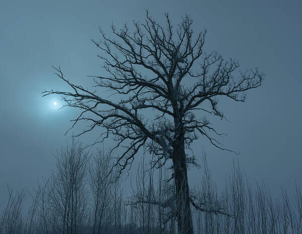 Lone Tree Poster featuring the photograph In the Mist by Arthur Oleary