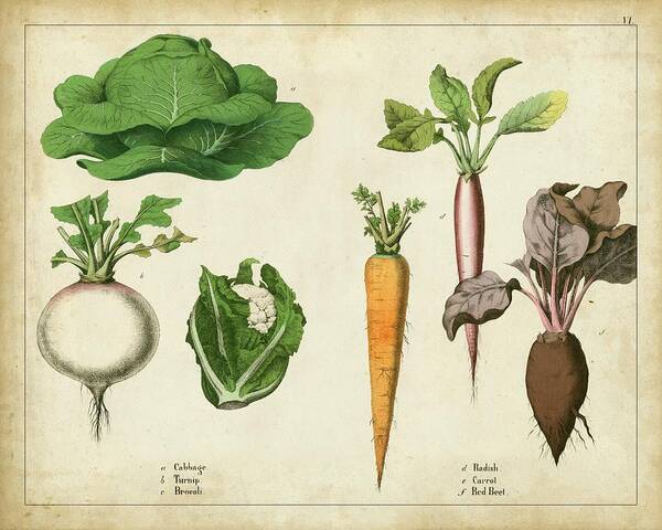 Wag Public Poster featuring the painting Kitchen Vegetables & Roots I by Unknown