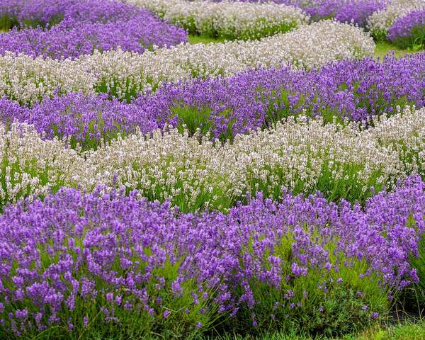 Flowers Poster featuring the photograph Lavender Field by Susan Rydberg