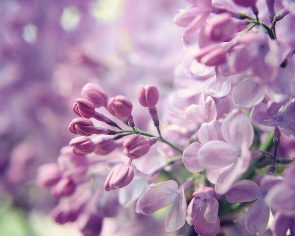 Lilac Flowers Poster featuring the photograph Lilac Flowers Two by Lupen Grainne