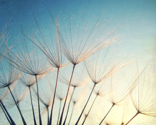 Dandelion Poster featuring the photograph Make a Wish by Lupen Grainne