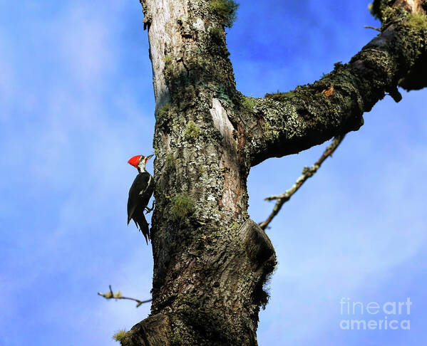 Woodpecker Poster featuring the photograph Male Pileated Woodpecker by Kerri Farley