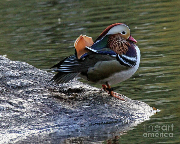 Mandarin Duck Poster featuring the photograph Mandarin Duck 1 by Patricia Youngquist