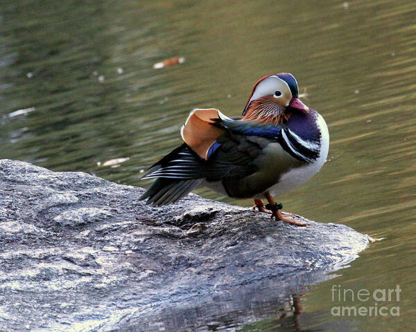 Mandarin Duck Poster featuring the photograph Mandarin Duck 4 by Patricia Youngquist