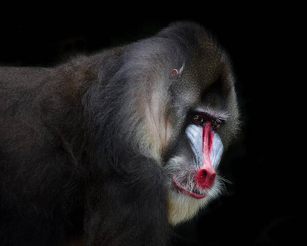Animal Poster featuring the photograph Mandrill-2 by C.s. Tjandra
