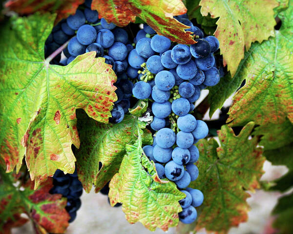 Grapes Poster featuring the photograph Merlot - Wine Country Photography by Melanie Alexandra Price