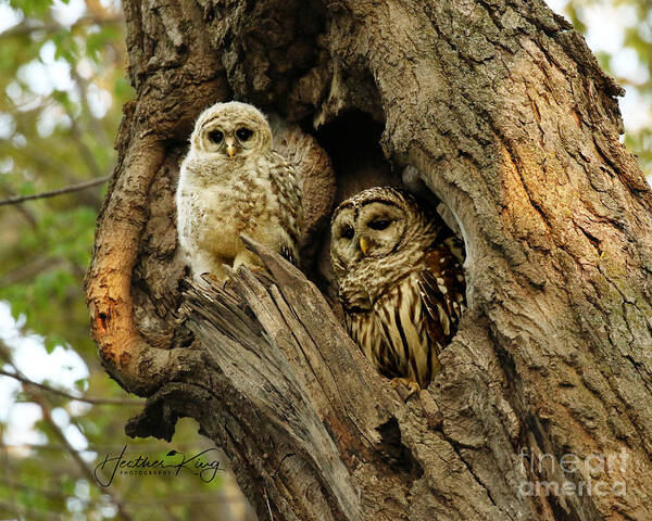 Baby Owl Poster featuring the photograph Mom and her baby owl by Heather King