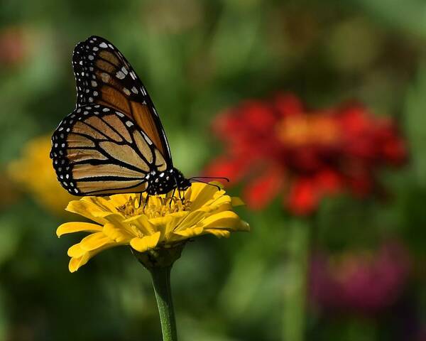 Monarch Butterfly Poster featuring the photograph Monarch and Zinnias by Chip Gilbert