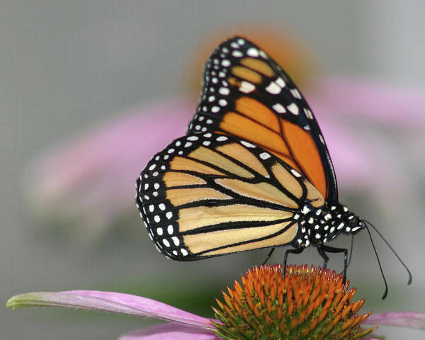 Natural Pattern Poster featuring the photograph Monarch Butterfly by Wind Home Photography