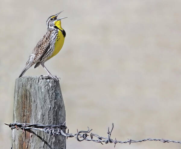 Meadowlark Poster featuring the photograph Montana Meadowlark's Spring Song by Jennie Marie Schell