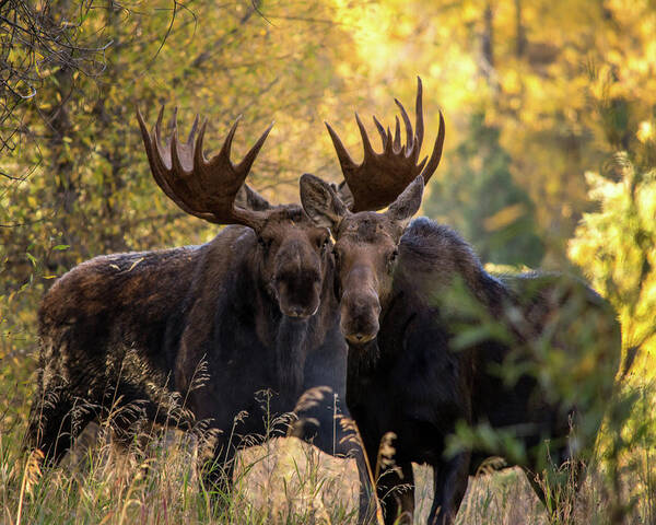 Wild Life Poster featuring the photograph Moose love by Mary Hone