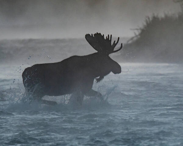 Moose Poster featuring the photograph Morning crossing by Mary Hone