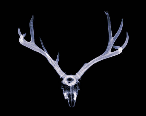 Kansas Poster featuring the photograph Mule Deer x-ray 003 by Rob Graham