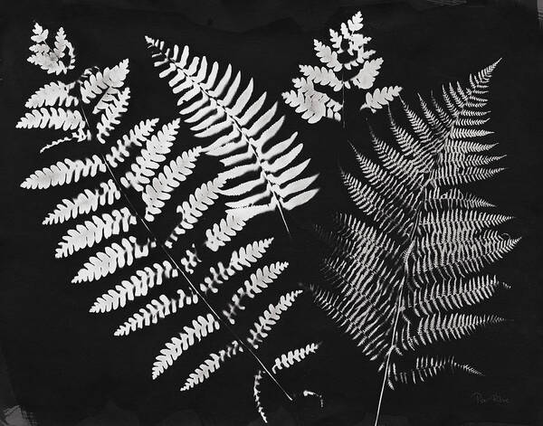 Black And White Poster featuring the painting Nature By The Lake Ferns II Black Crop by Piper Rhue
