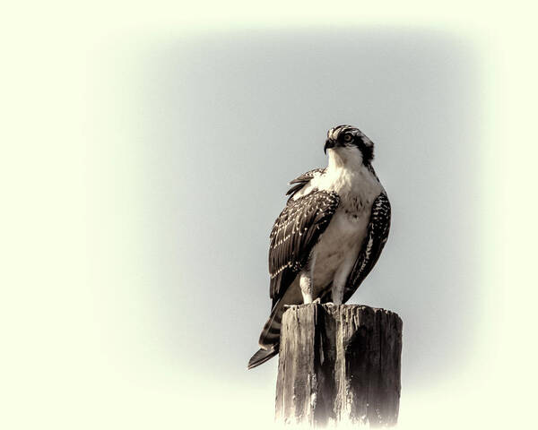 Osprey Poster featuring the photograph Osprey in Sepia by Cathy Kovarik