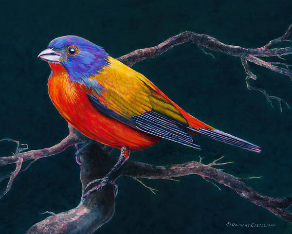 Wildlife Poster featuring the painting Painted Bunting Passerina Ciris by Douglas Castleman