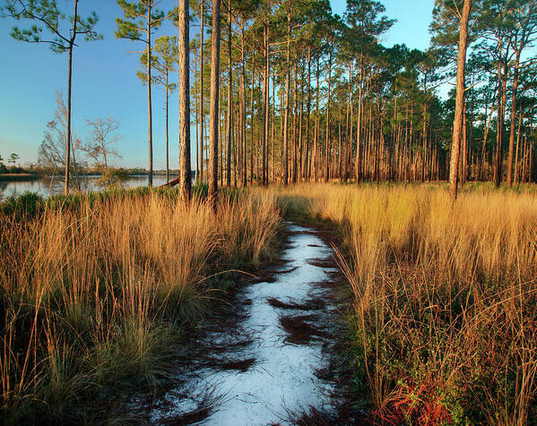 00546382 Poster featuring the photograph Path Near Marsh, Saint George Island, Florida by Tim Fitzharris