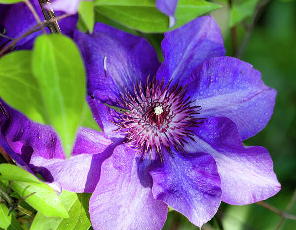 Clematis Poster featuring the photograph Perfectly Purple The President Clematis Blossom by Kathy Clark