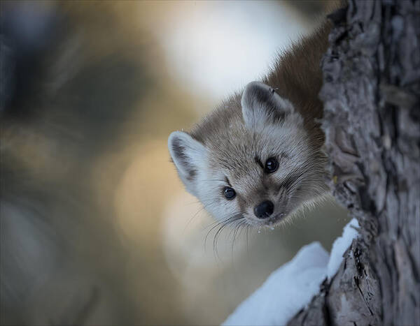 Animal Poster featuring the photograph Pine Marten 4 by Emma Zhao