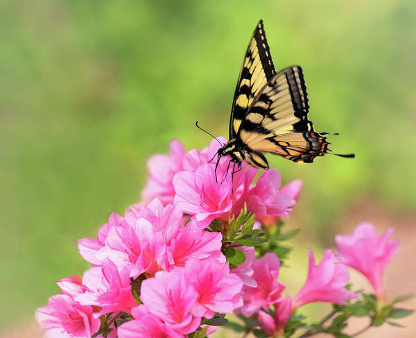 Azalea Poster featuring the photograph Pink and Yellow by Art Cole