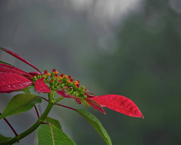 Nature Poster featuring the photograph Poinsettia by Richard Rizzo