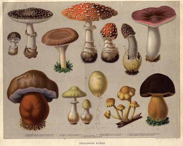 Milk Poster featuring the digital art Poisonous Fungi by Hulton Archive