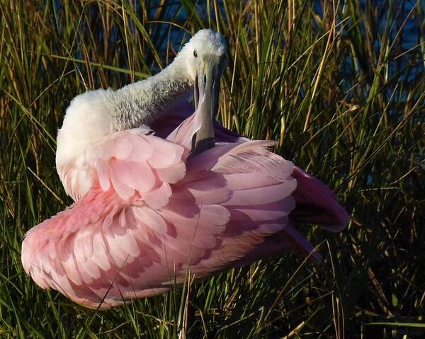 Roseate Spoonbill Poster featuring the photograph Preening Time by Chip Gilbert
