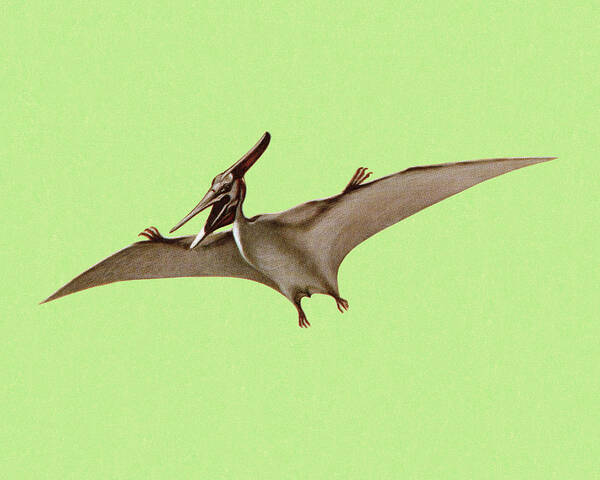 Animal Poster featuring the drawing Pterodactyl by CSA Images