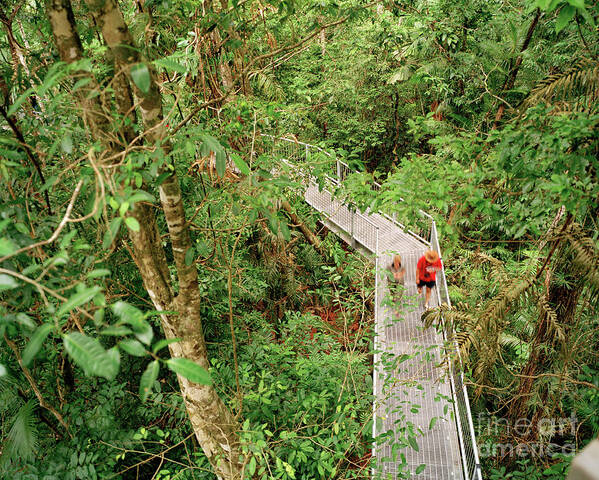 Rainforest Poster featuring the photograph Rainforest Aerial Walkway by Colin Cuthbert/science Photo Library