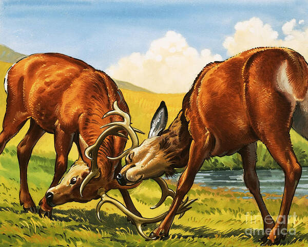 Rutting Poster featuring the painting Red deer rutting by English School