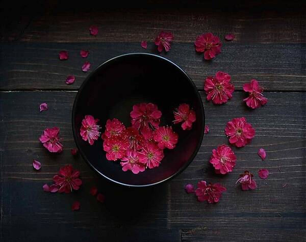 Red Poster featuring the photograph Red Plum Blossoms by Fangping Zhou