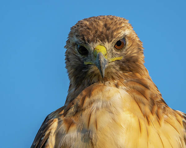 Hawk Poster featuring the photograph Red Tail Hawk by Brad Bellisle