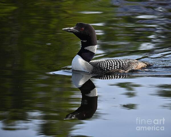 Reflection Poster featuring the photograph Reflecting Loon by Steve Brown
