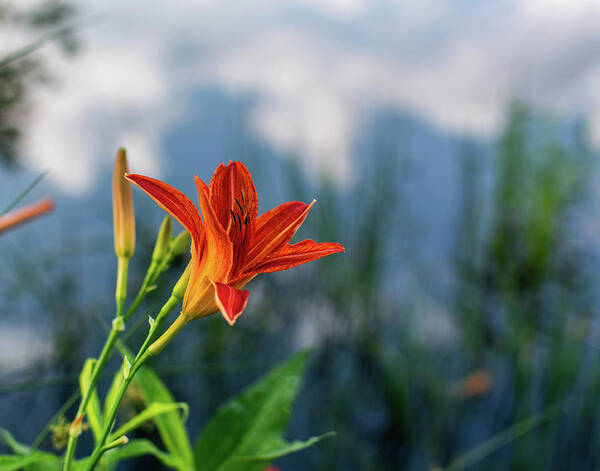 Tiger Lily Poster featuring the photograph Reflections on a Tiger Lily by Douglas Wielfaert
