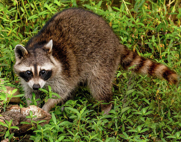 Racoon Poster featuring the photograph Renegade Raccoon by Marcy Wielfaert
