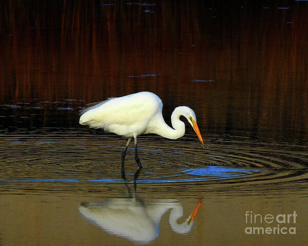 Egret Poster featuring the photograph Rippled Reflections by Scott Cameron